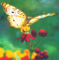 Butterflies enchant from spring until frost.